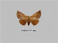 藏品(尺蛾293)的圖片
